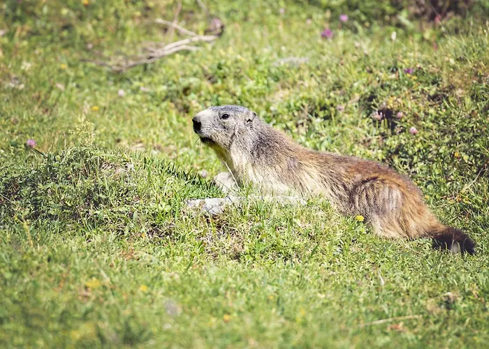 아파트 Ancolie